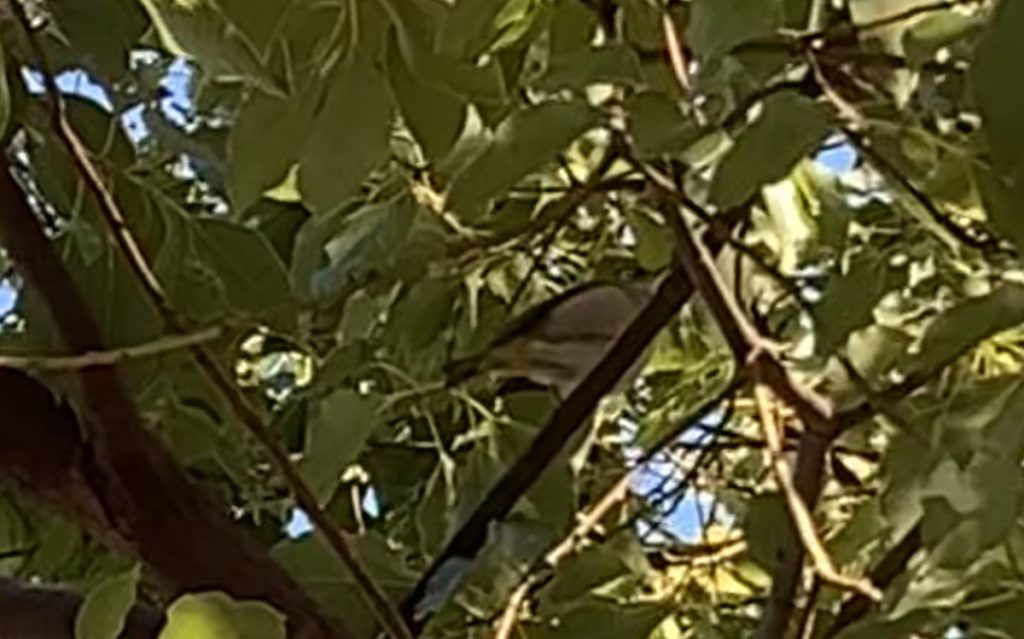 武蔵国分寺公園で見つけたメジロ (2022年1月14日撮影)