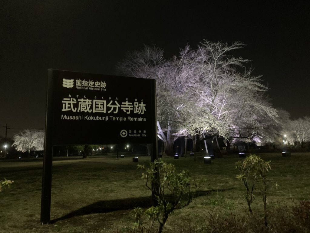 ライトアップされた武蔵国分寺跡の桜 (2022年3月24日撮影)