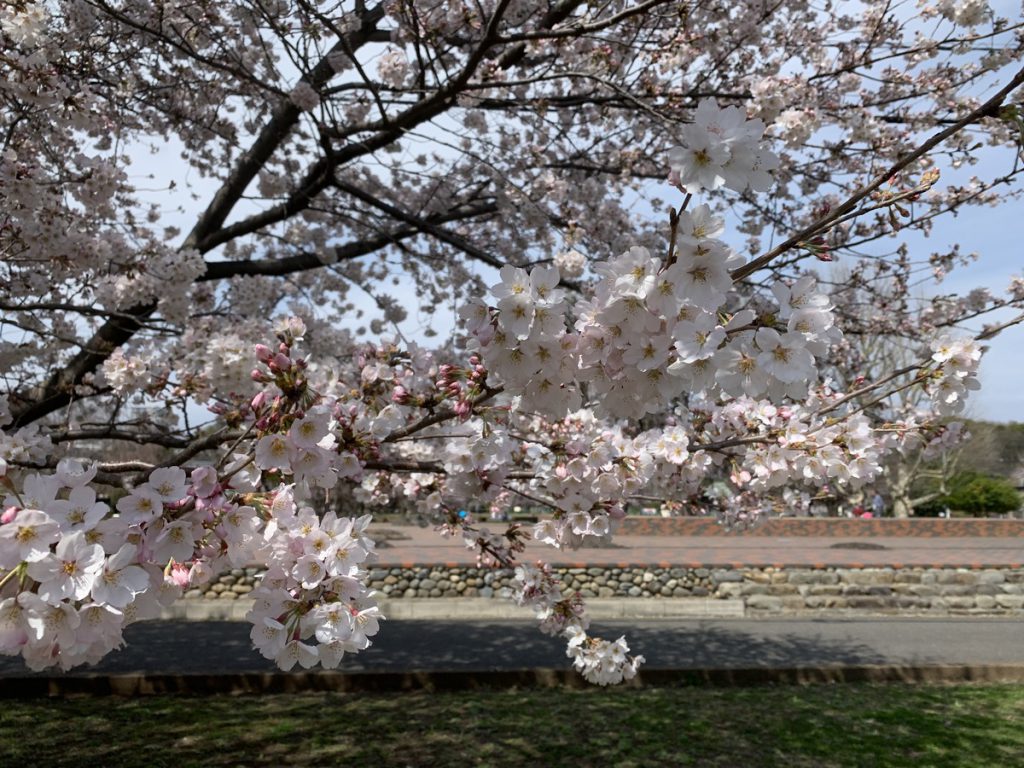 武蔵国分寺跡の桜 (2022年3月28日の昼に撮影)
