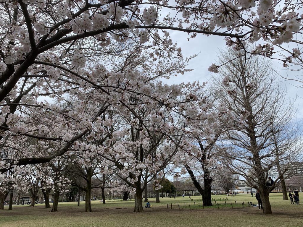 武蔵国分寺公園に咲くソメイヨシノ (2022年3月27日撮影)