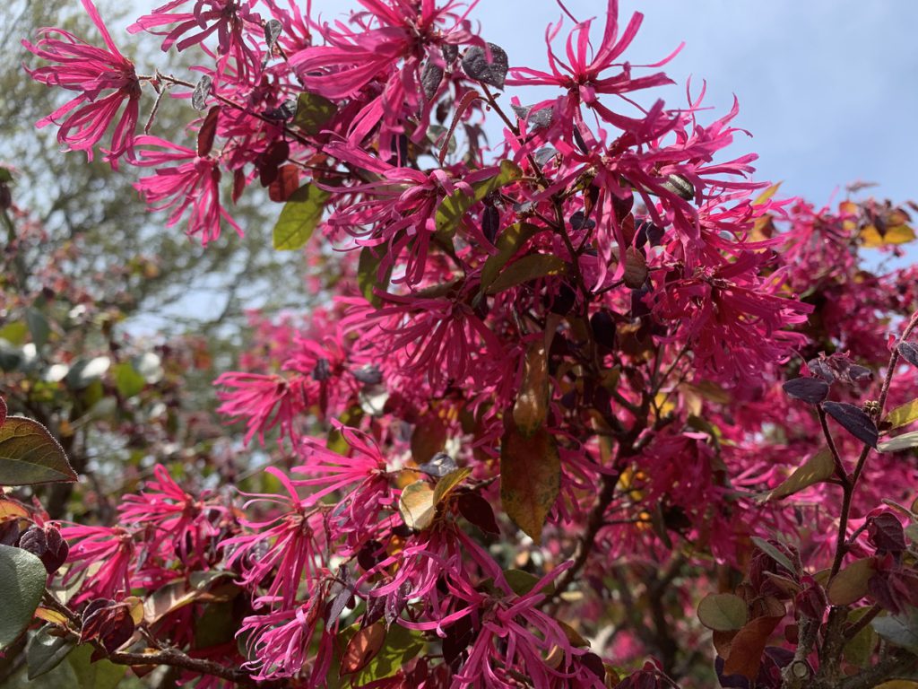 ピンク色で細い花びらがひらひらと揺れるアカバナトキワマンサクの花 (2022年4月13日撮影)