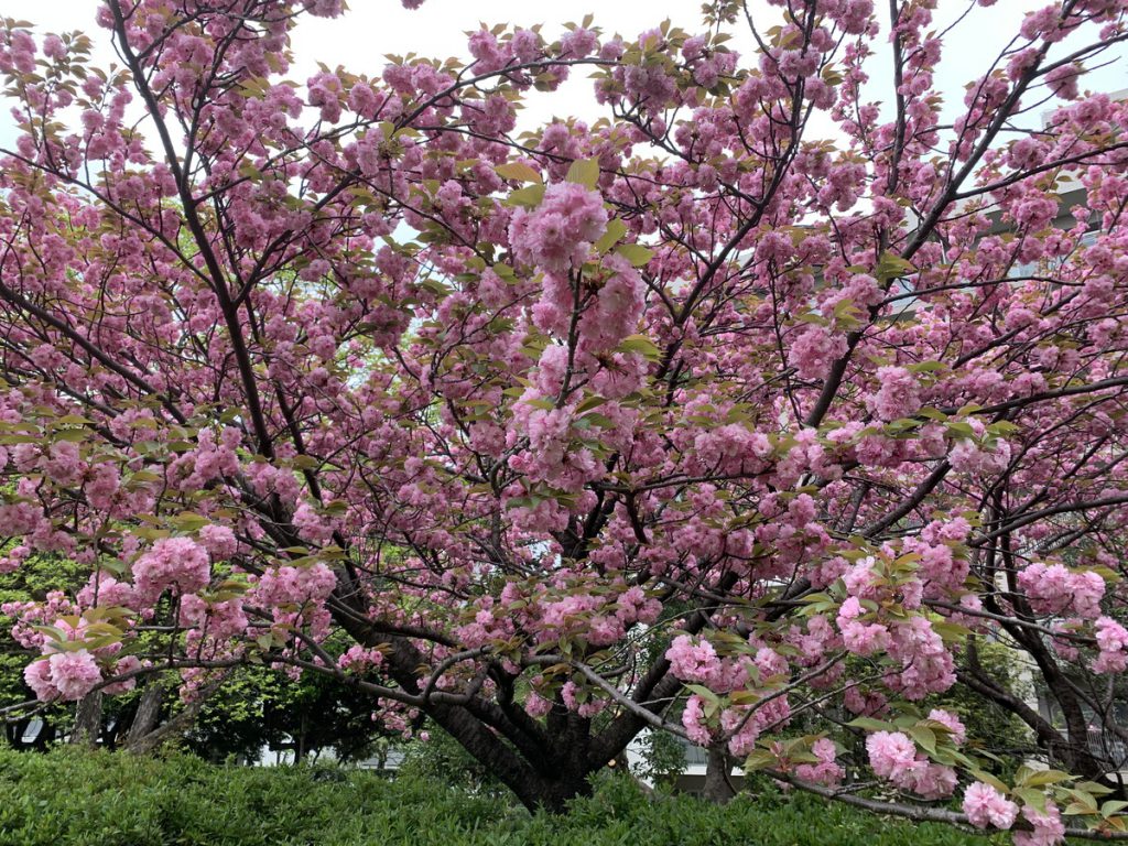 武蔵国分寺公園に咲く桜 (2022年4月14日撮影)