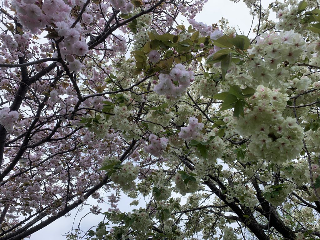 武蔵国分寺公園に咲く桜 (2022年4月14日撮影)