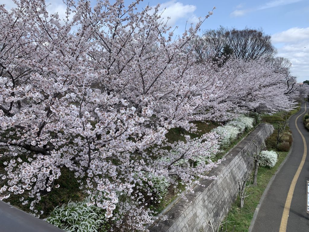武蔵国分寺公園の泉地区・南側に咲く桜 (2022年3月30日撮影)