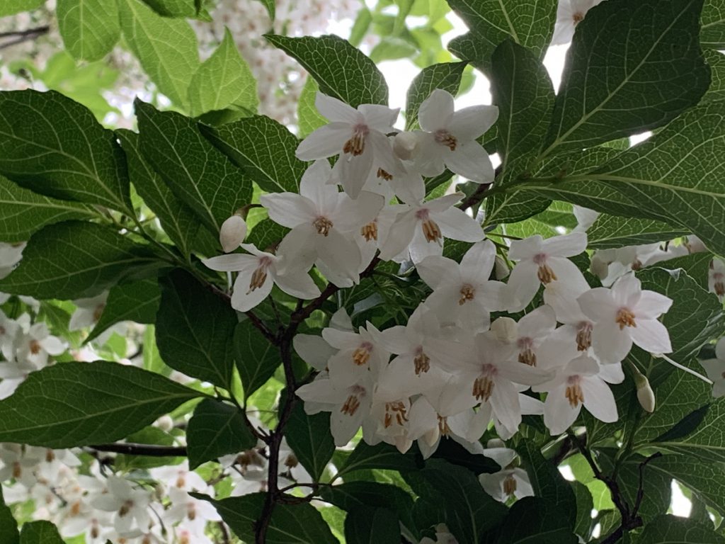 下向きに咲くエゴノキの白い花