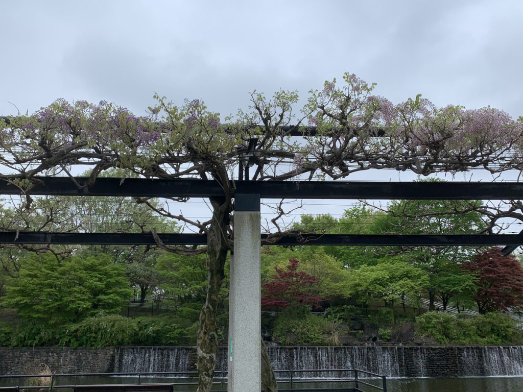 武蔵の池横の藤棚では薄紫と薄ピンクのフジの花が咲き始めています (2022年4月14日撮影)