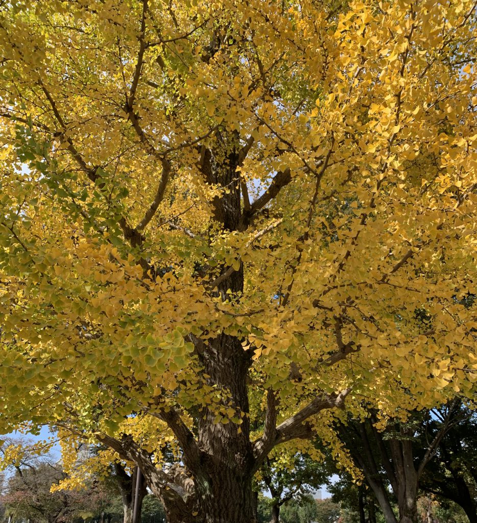 黄色く色付く武蔵国分寺公園のイチョウ
