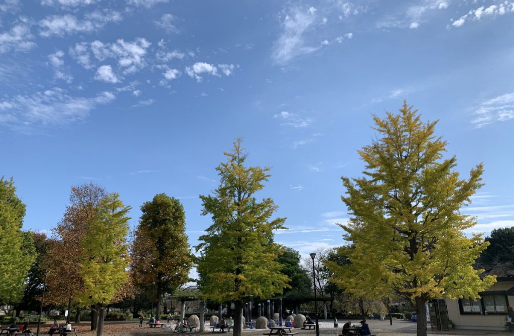 紅葉を迎えた武蔵国分寺公園のイチョウ
