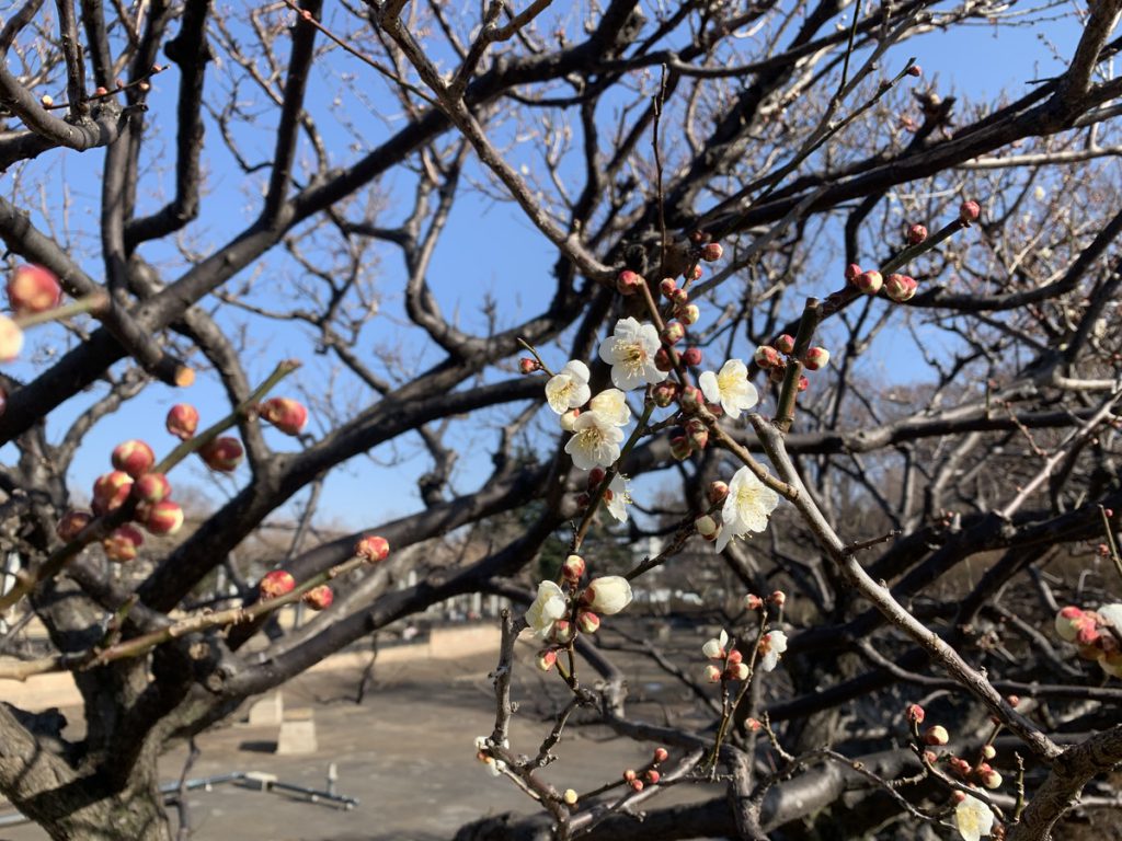 武蔵国分寺公園の池前にある白梅は開花し始めています