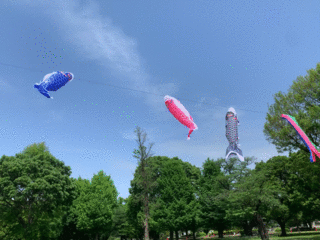 武蔵国分寺公園の空を泳ぐ鯉のぼり