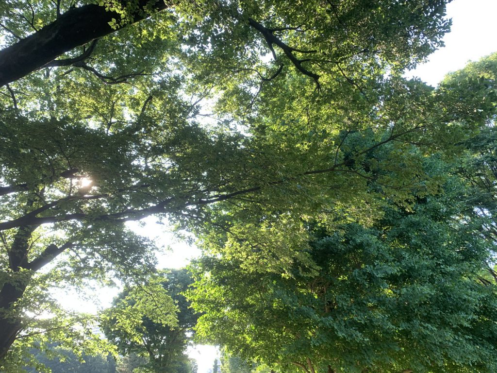武蔵国分寺公園、円形広場の木漏れ日