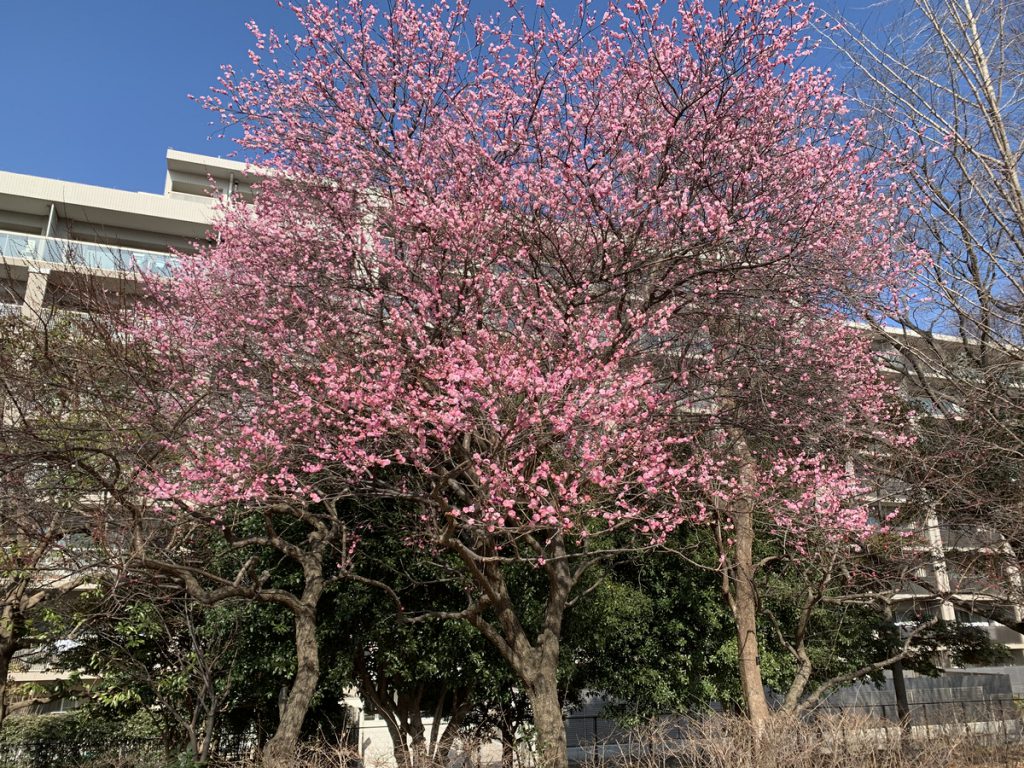 武蔵国分寺公園の円形広場北にある紅梅は満開