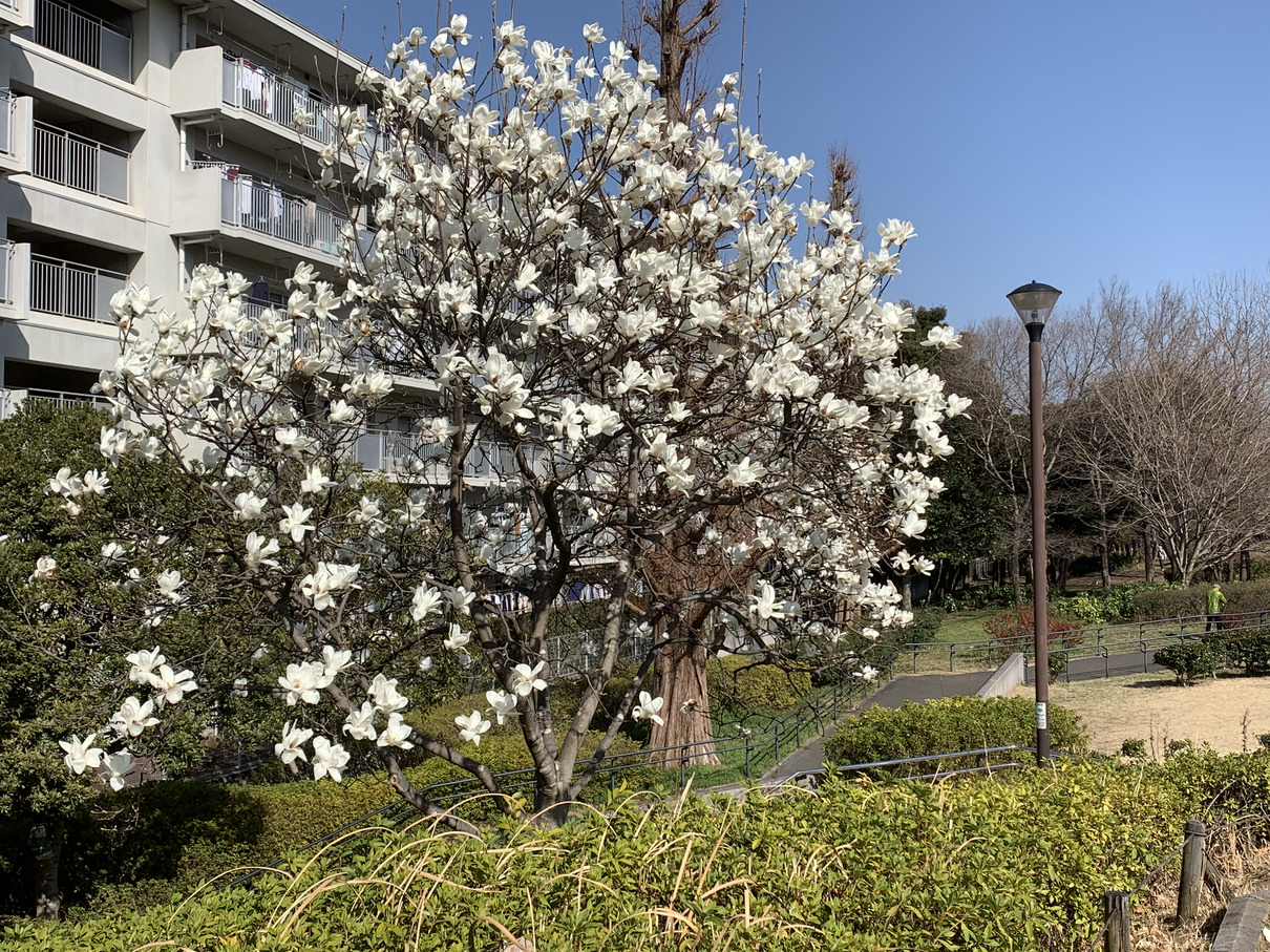 武蔵国分寺公園の泉・北西口近くに咲くハクモクレンの白い花