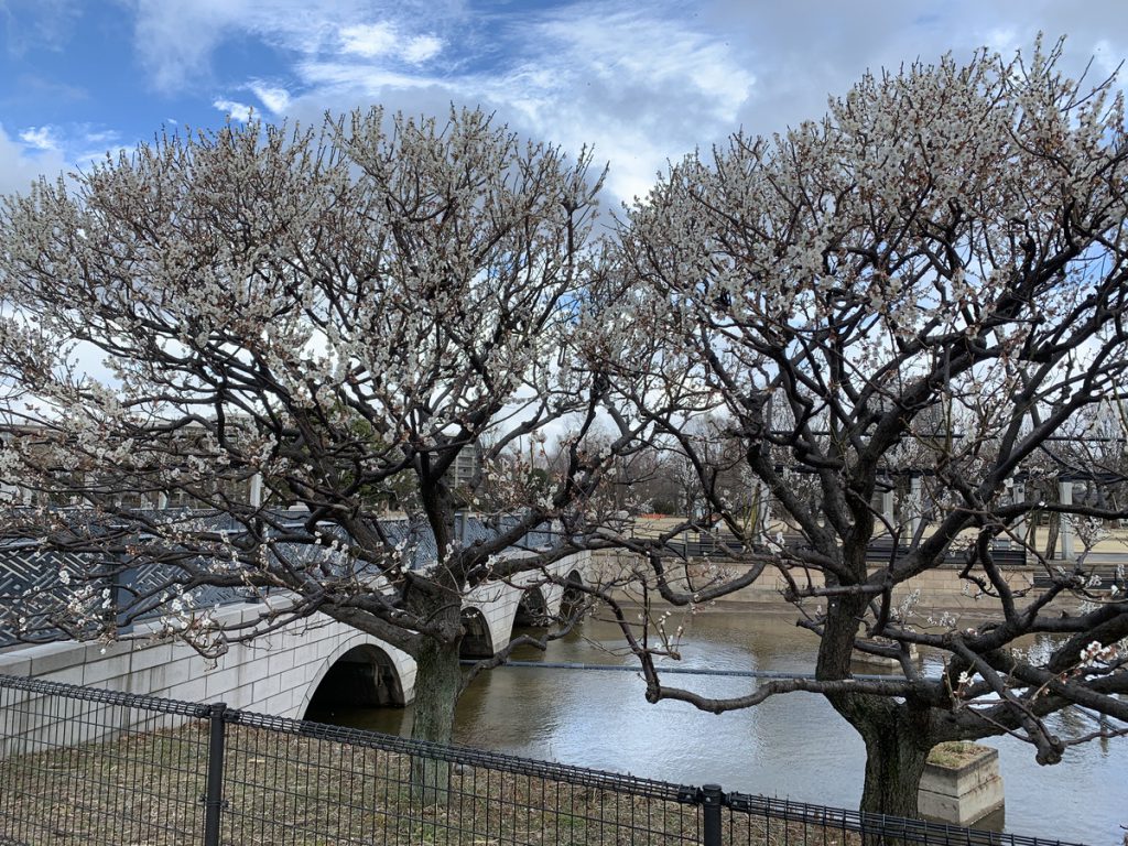 満開になった武蔵の池の白梅