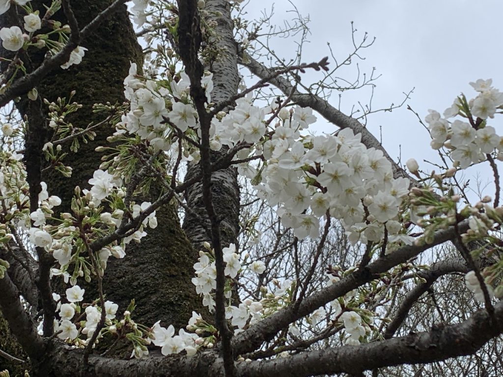 武蔵国分寺公園に咲く白いオオシマザクラ (2022年3月27日撮影)