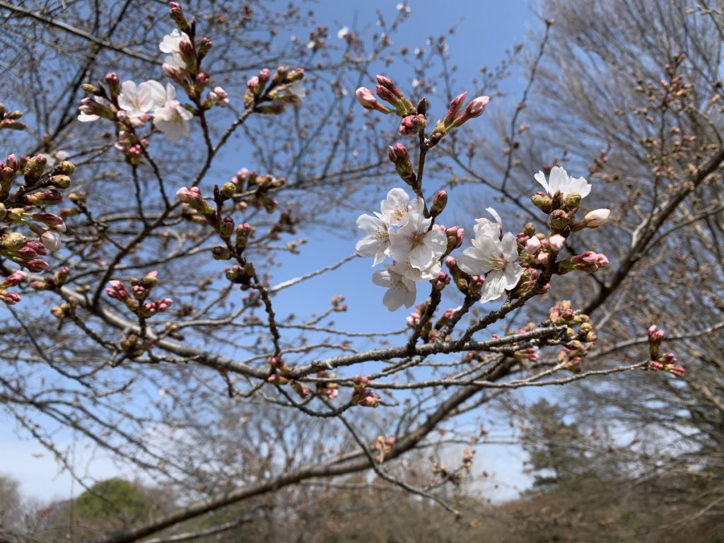 武蔵国分寺公園の西元地区こもれび広場で咲き始めた桜