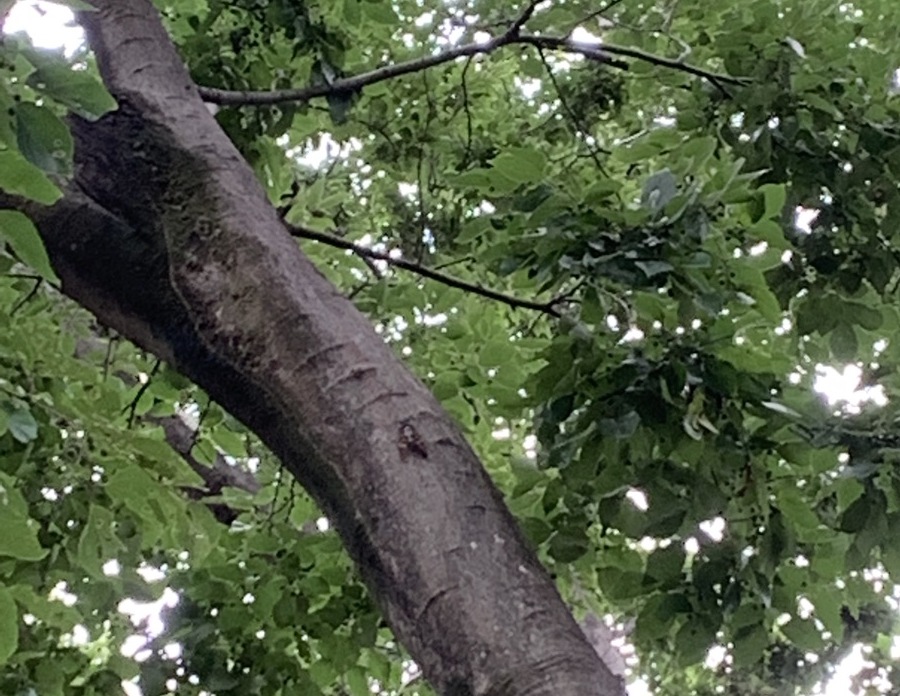 武蔵国分寺公園でアブラゼミも鳴き始めました