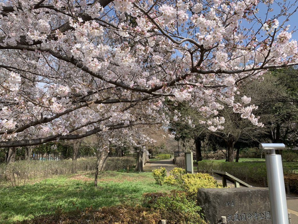 武蔵国分寺公園の西元・南西口に咲く桜 (2022年3月28日撮影)
