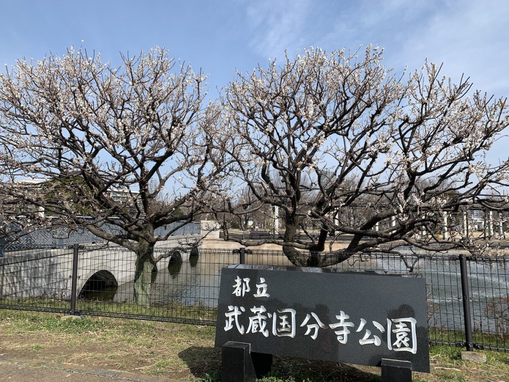 満開になった武蔵国分寺公園の白梅(2020年2月29日)
