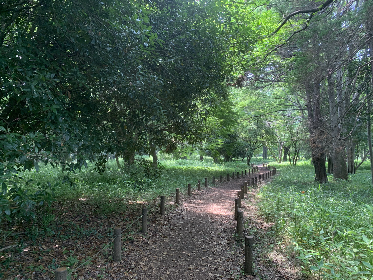 武蔵国分寺公園の野鳥の森で森林浴
