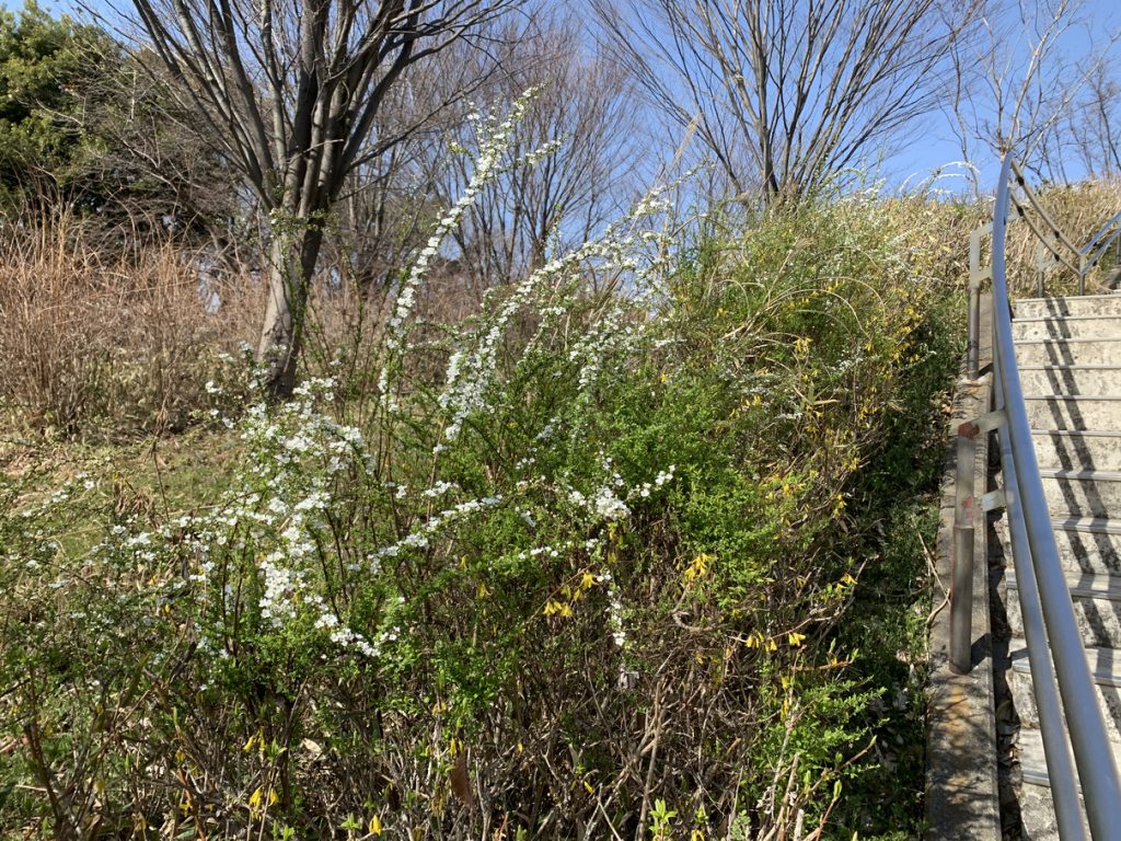 武蔵国分寺公園の西元地区の階段横に咲くユキヤナギの白い花