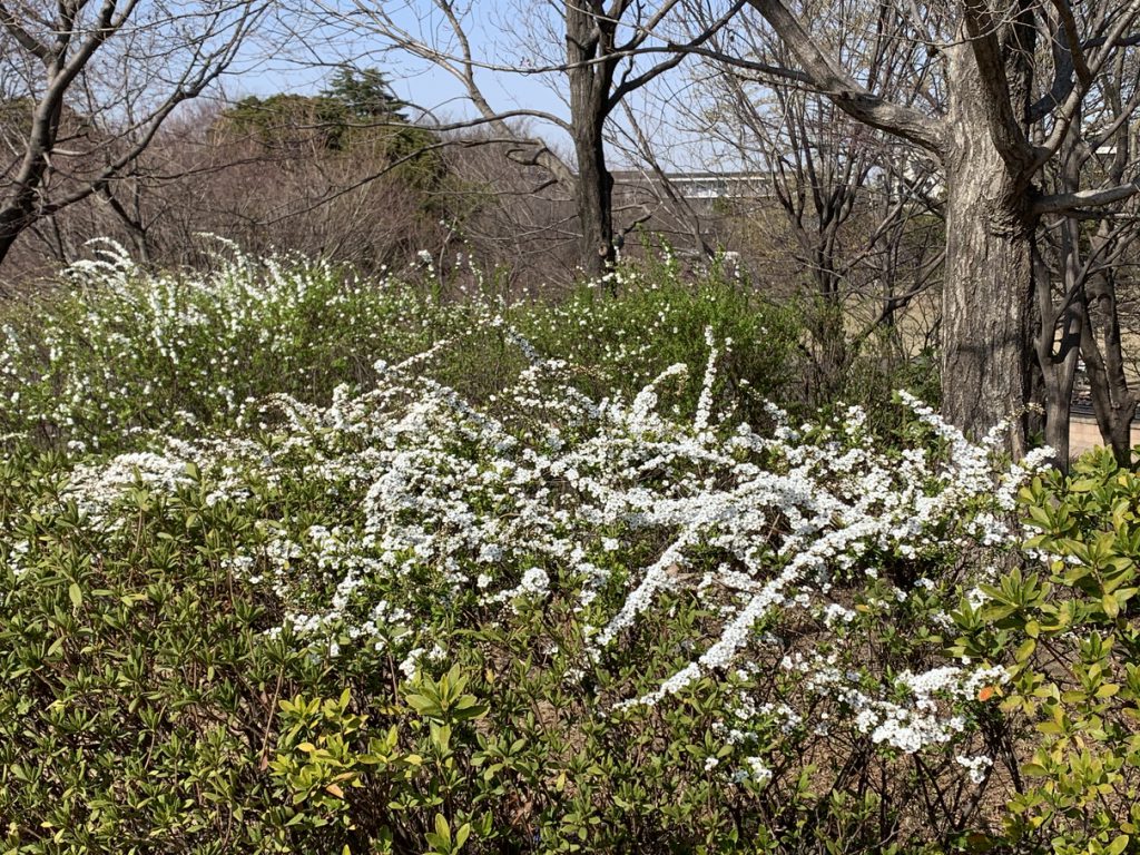 武蔵国分寺公園の武蔵の池横のスロープに咲くユキヤナギの白い花