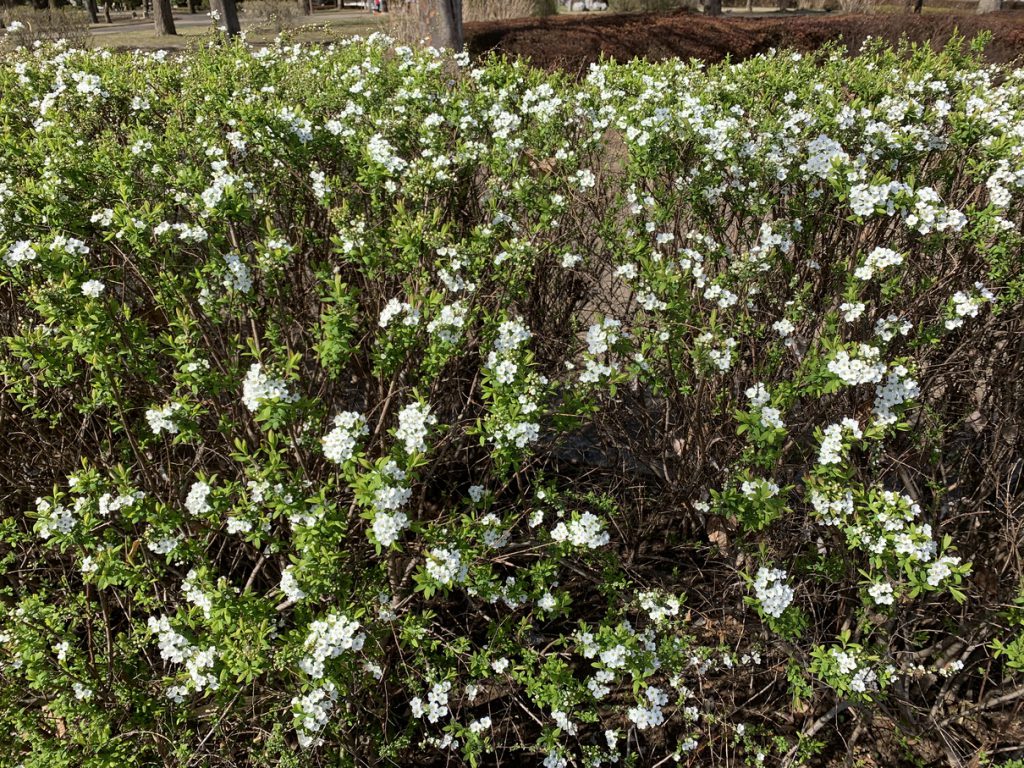 武蔵国分寺公園の泉・東口に咲くユキヤナギの白い花