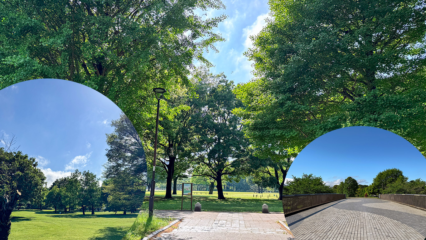 武蔵国分寺公園　アイキャッチ画像