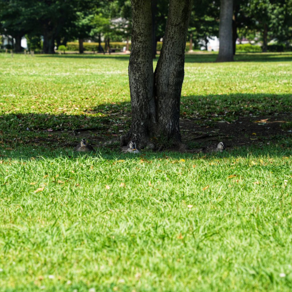 猛暑日の昼に木陰でじっとするカルガモたち (2022年6月27日撮影)