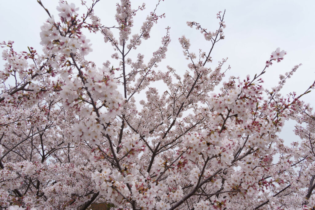 いま見頃を迎えた遅咲きの桜たち (2023年3月31日撮影)