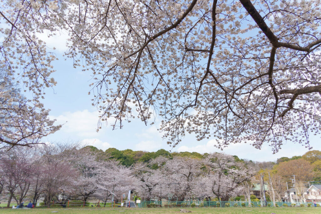 武蔵国分寺跡の講堂跡に咲く桜 (2023年3月22日撮影)