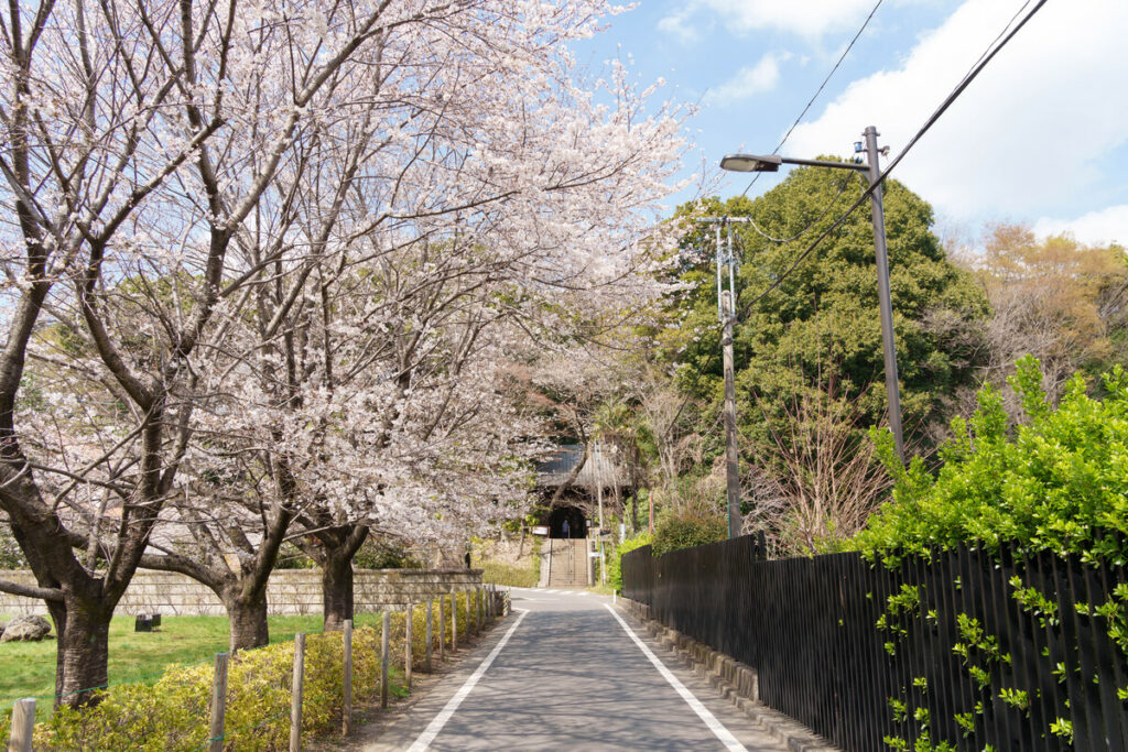 武蔵国分寺跡前の通りに咲く桜 (2023年3月22日撮影)