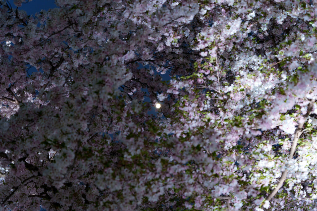 ライトアップされた夜桜の真ん中に月が (2023年4月3日撮影)
