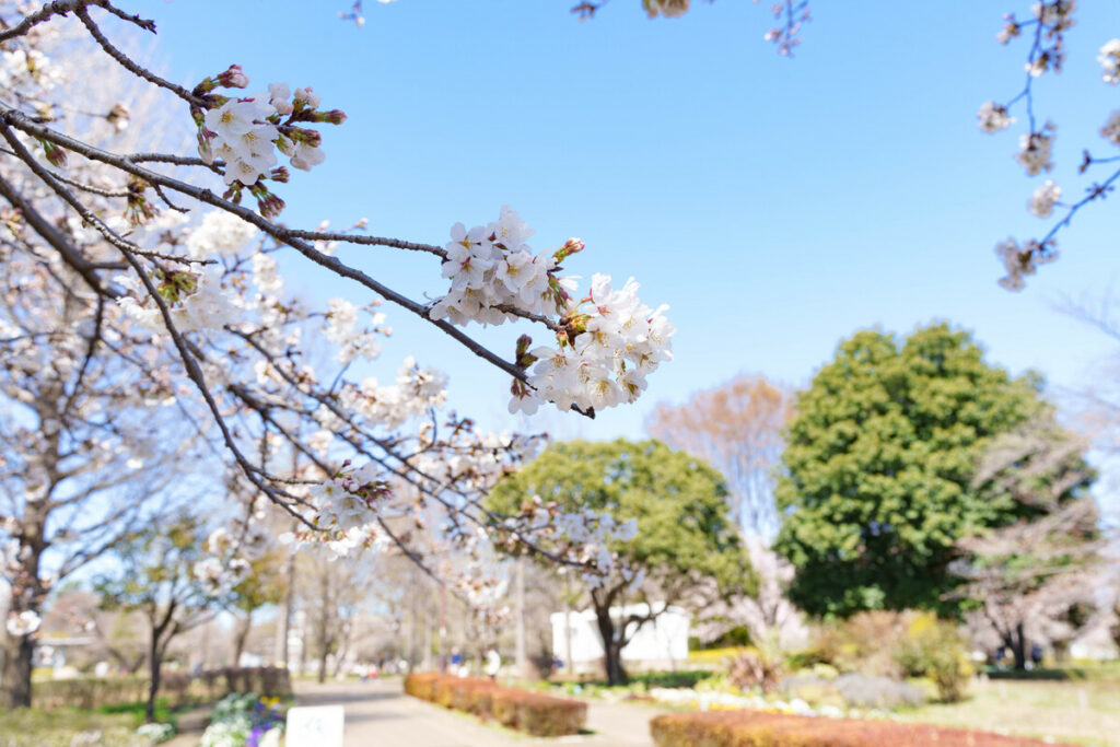 武蔵国分寺公園の泉・南東口の桜 (2023年3月19日撮影)