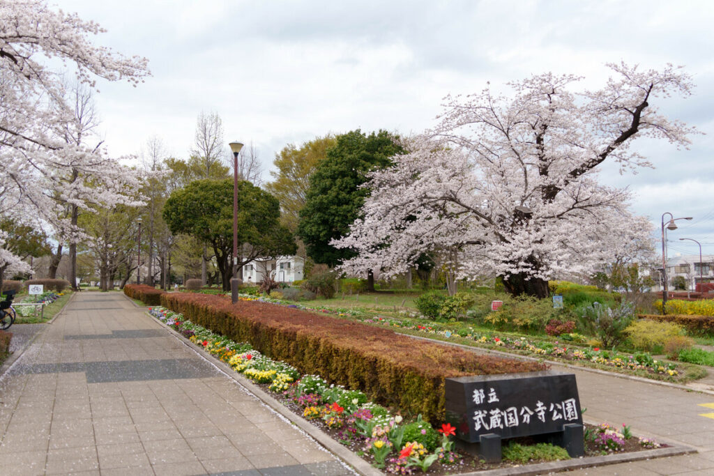 桜が満開になった武蔵国分寺公園の泉・南東口 (2023年3月24日撮影)