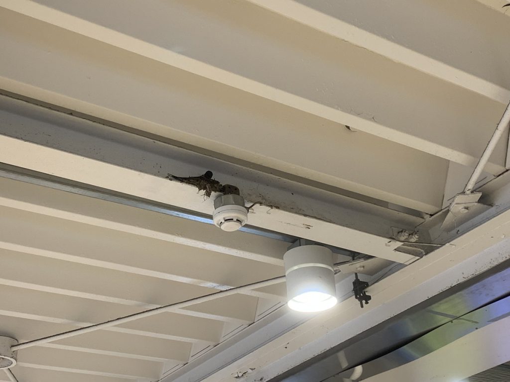 西国分寺駅の駅ナカで巣作りをしているツバメ。シルエットも見えます (2022年5月21日撮影)