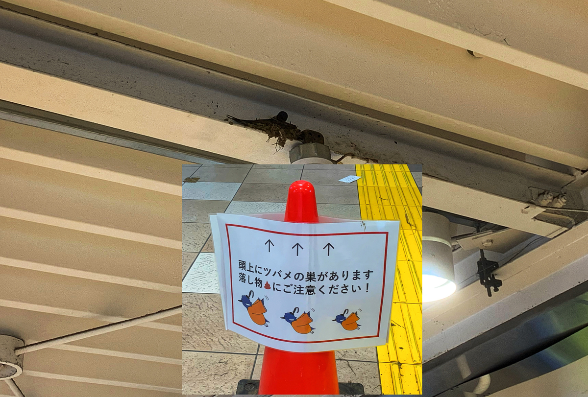 西国分寺駅で巣作りするツバメ (2022年5月21日)