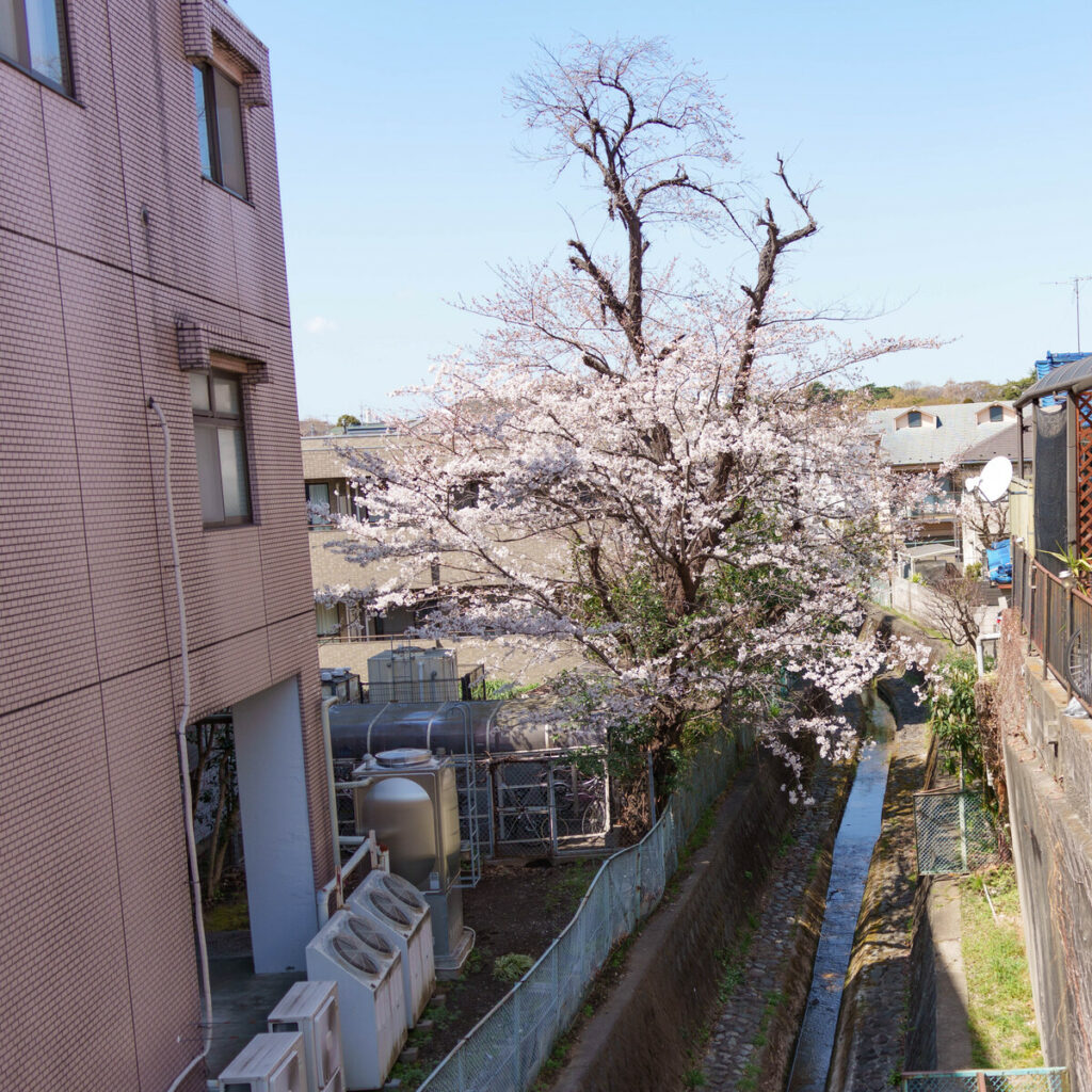 野川に咲く桜 (2023年3月20日撮影)