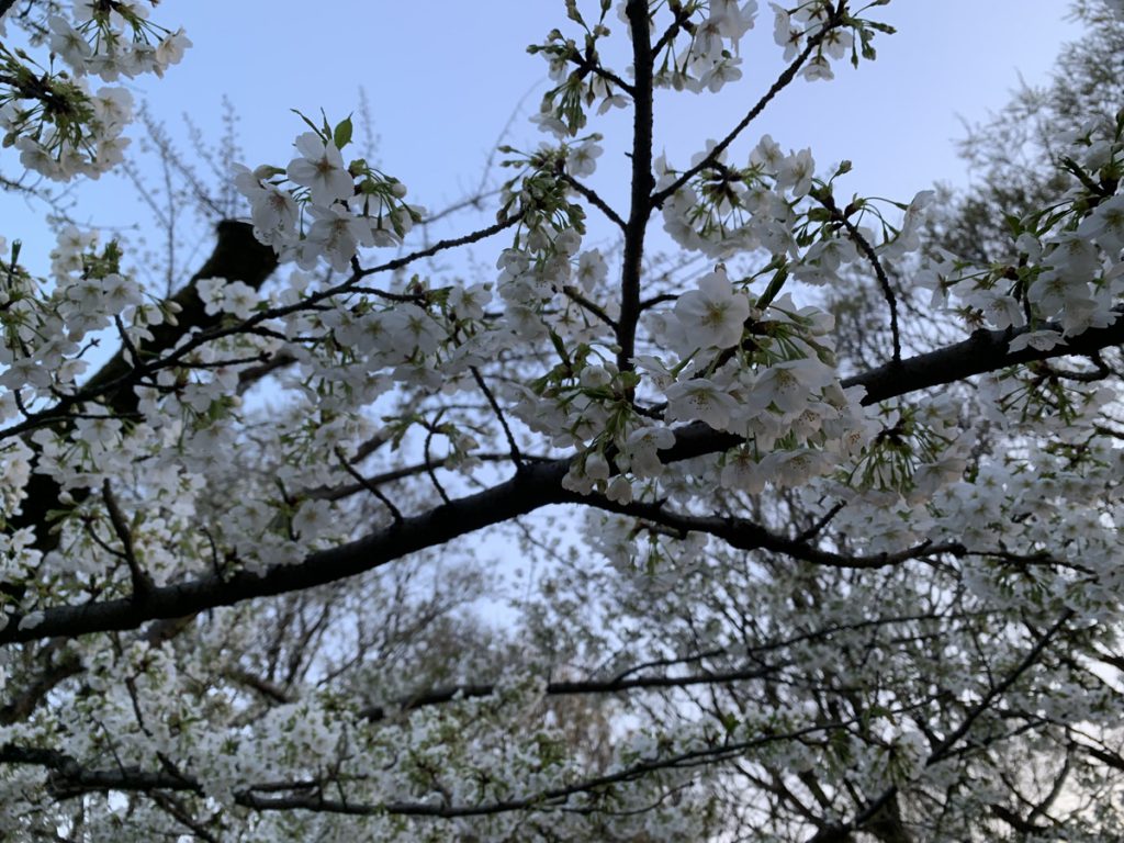 武蔵国分寺公園の円形広場に咲くオオシマザクラの白い花