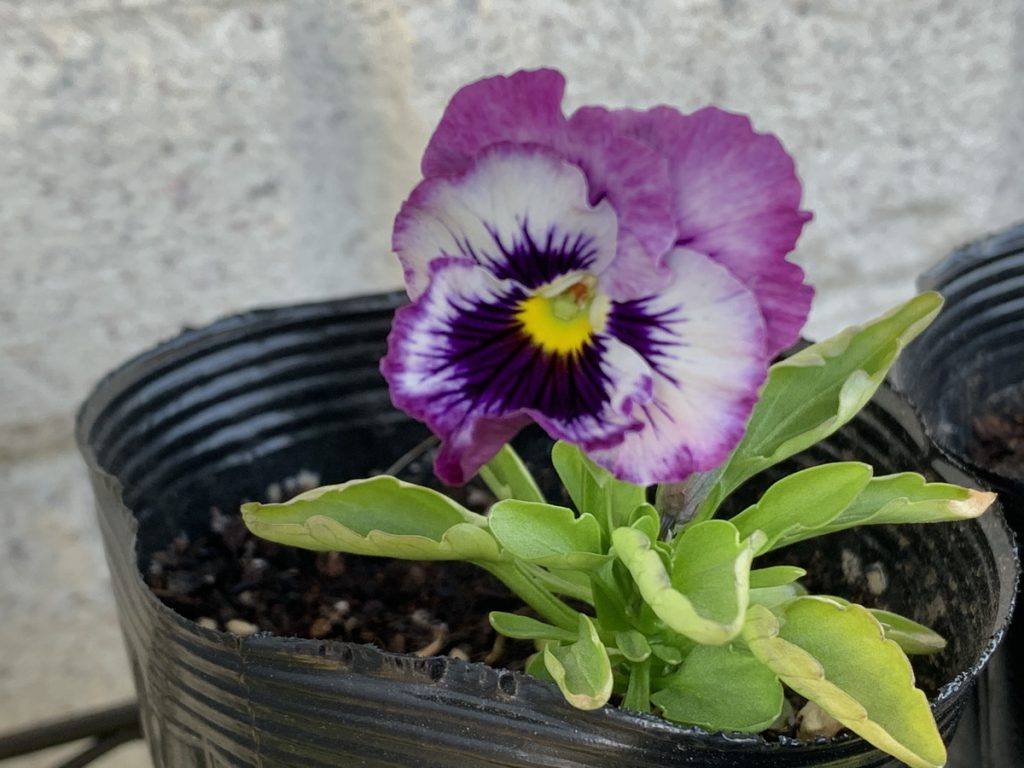 パンジーF1フリズルシズル バーガンディの最後の花は白抜きの紫色