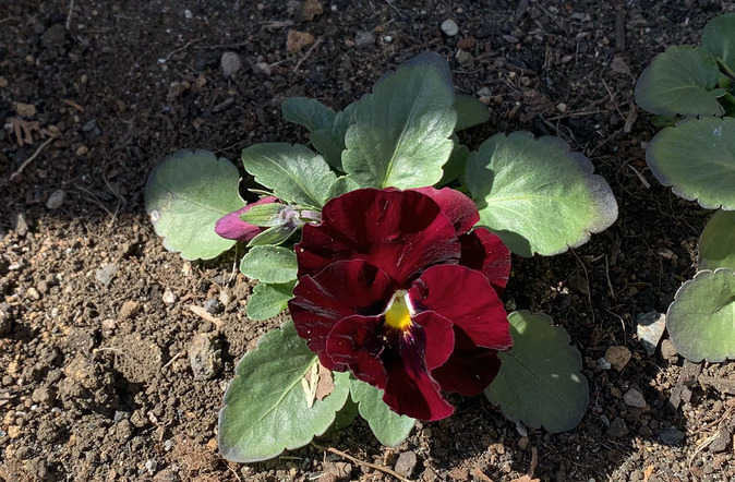 赤みが強いパンジーF1フリズルシズル　バーガンディの花