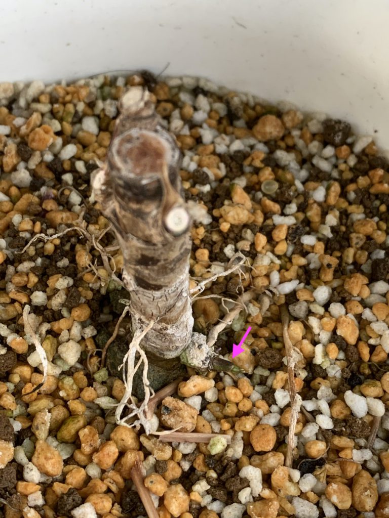 根元から新芽を伸ばそうとしているパープルコンパクタ