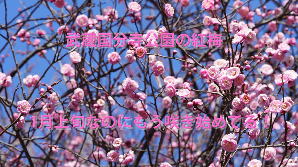 紅梅が咲き始めた武蔵国分寺公園　アイキャッチ画像