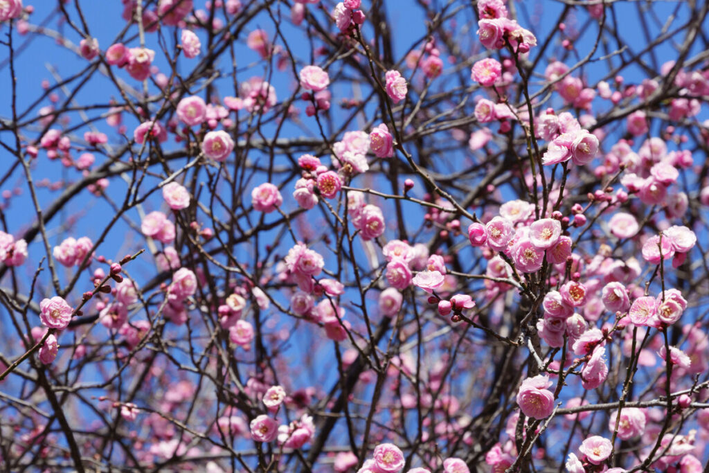 武蔵国分寺公園の円形広場北側に咲く紅梅の花 (2023年1月8日撮影)