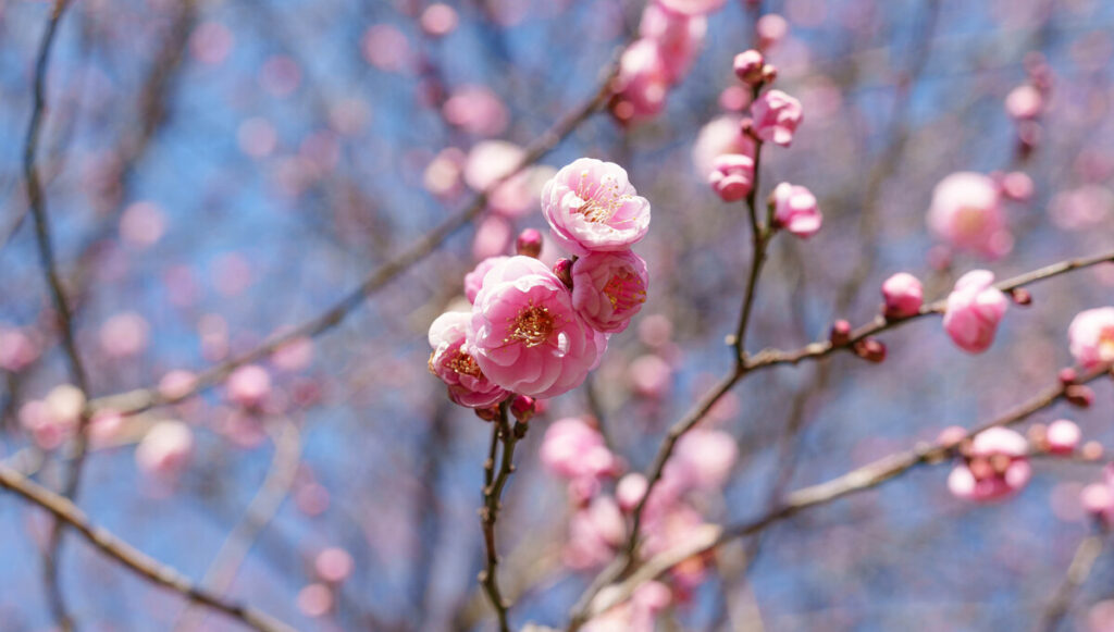 武蔵国分寺公園の円形広場北側に咲く紅梅の花・拡大 (2023年1月8日撮影)