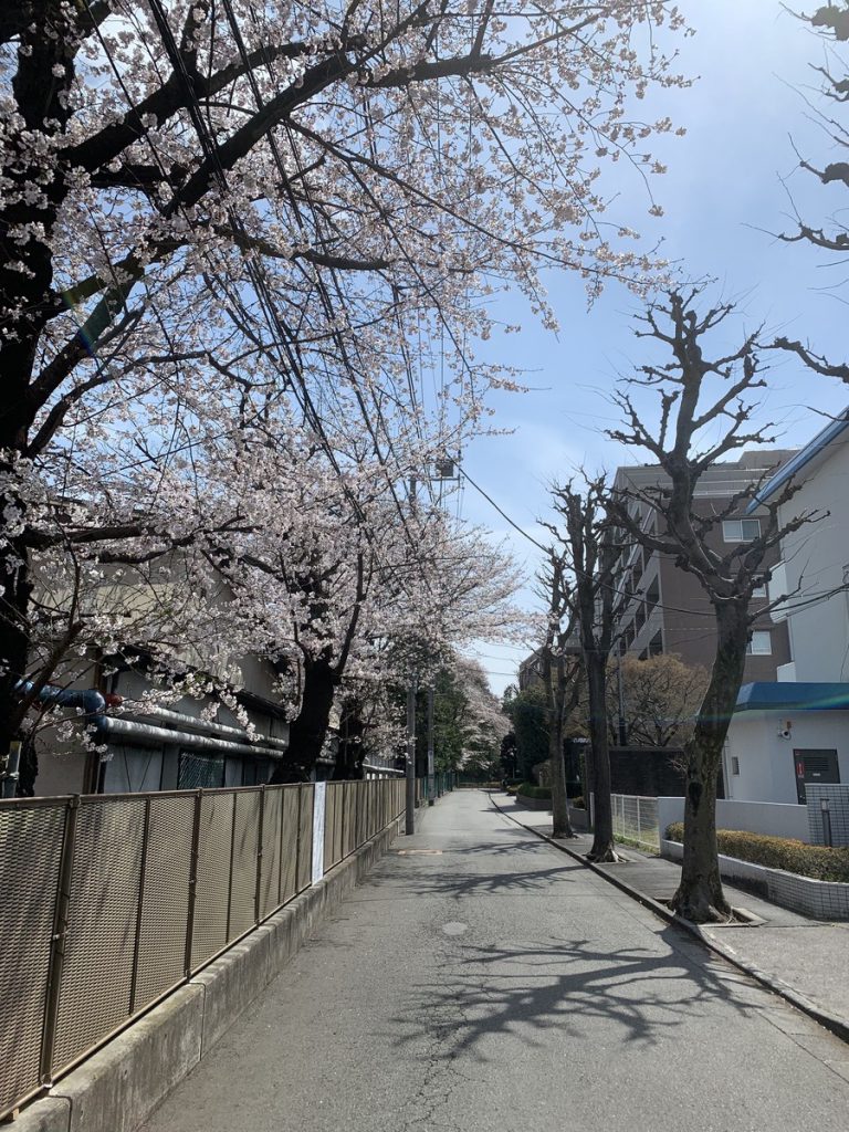 リオンの敷地の西側に咲く桜 (2022年3月28日撮影)