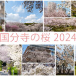 国分寺の桜2024　アイキャッチ画像