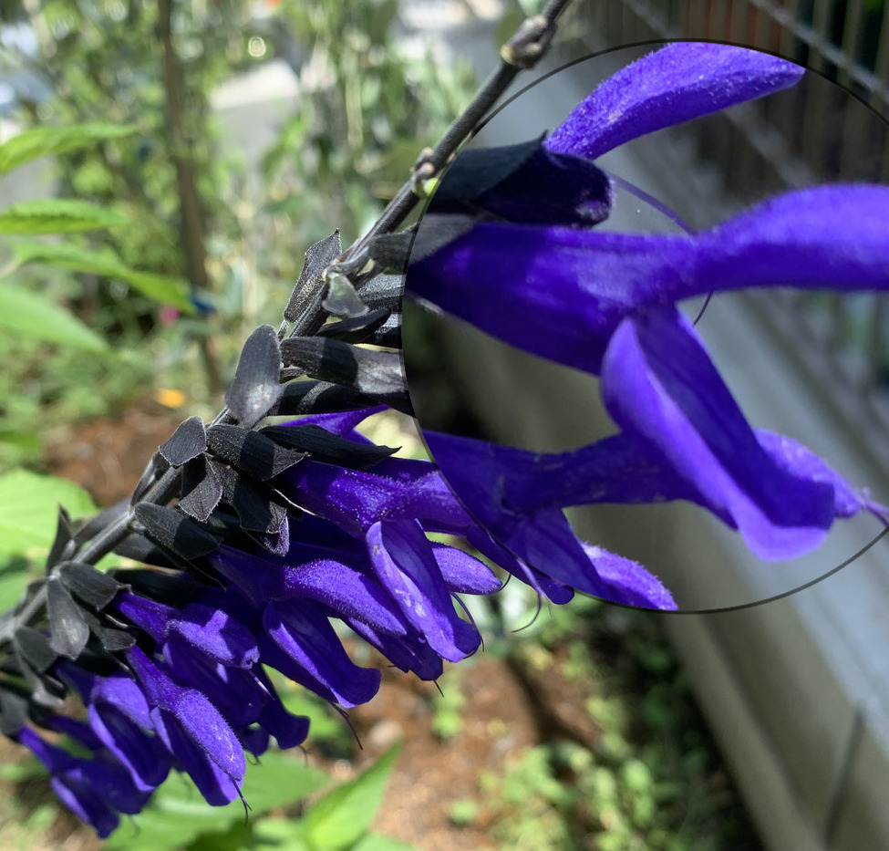 サルビア・ガラニチカ(メドーセージ)の青紫色の花