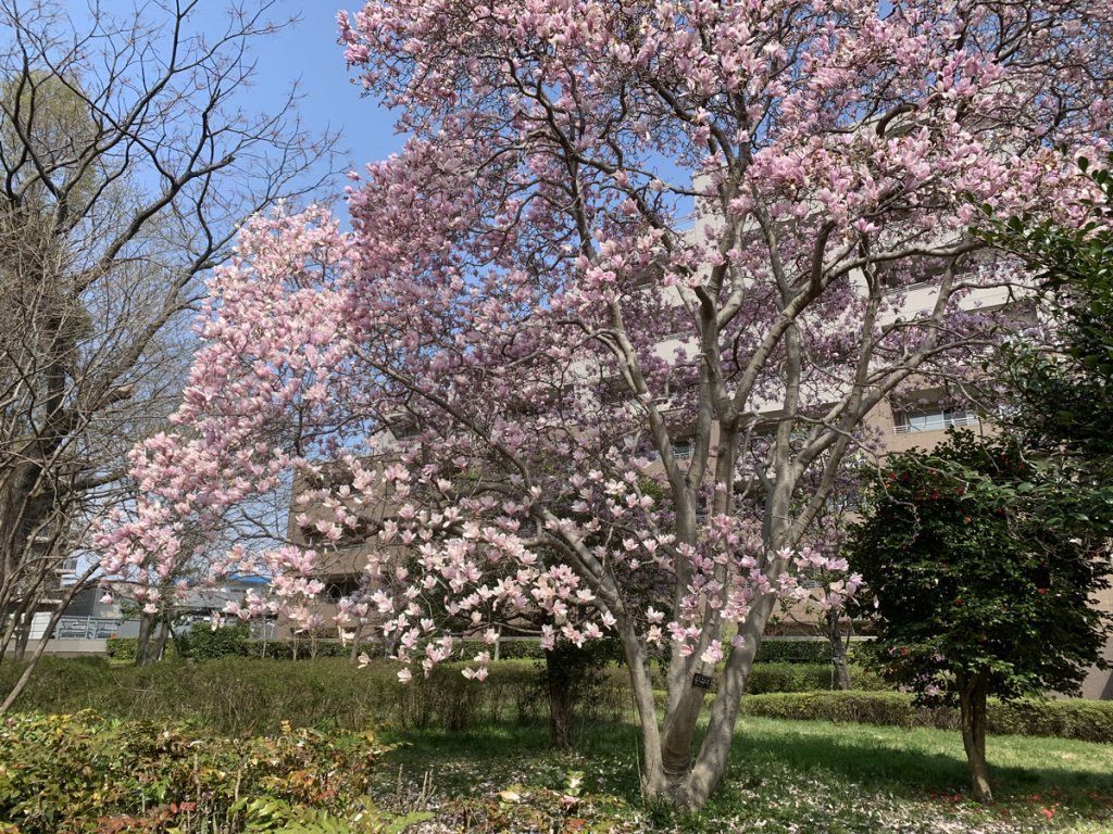 こちらも満開を迎えているシモクレン(紫木蓮)。武蔵国分寺公園の西元・南東口付近