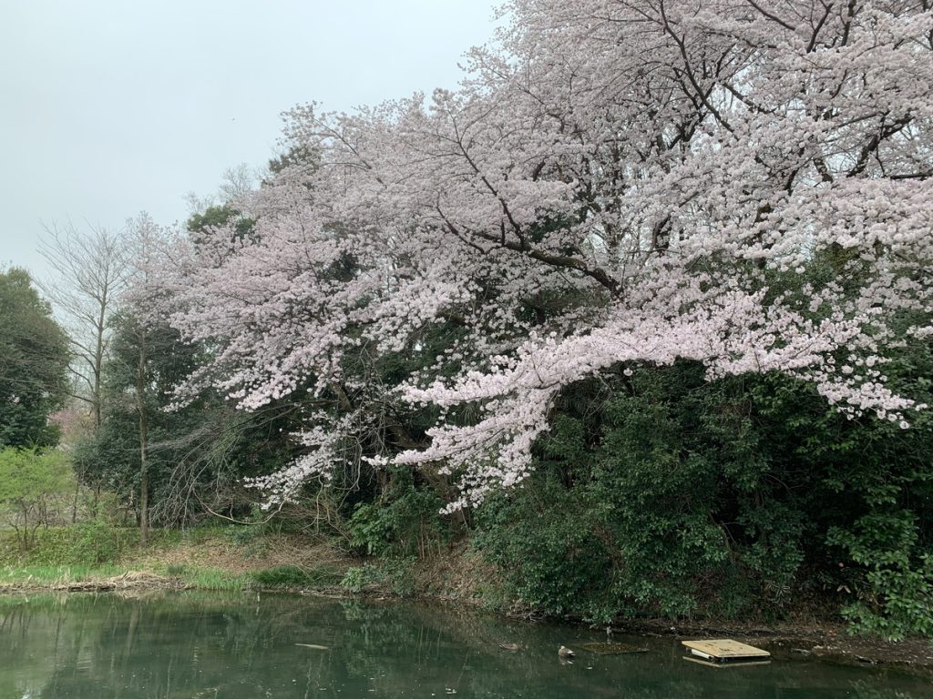 姿見の池に咲く桜 (2022年3月29日撮影)